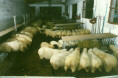 platte01.jpg (5875 byte)