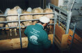 platte06.jpg (5717 byte)