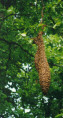 psciame01.jpg (6595 byte)