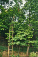 psciame03.jpg (8004 byte)