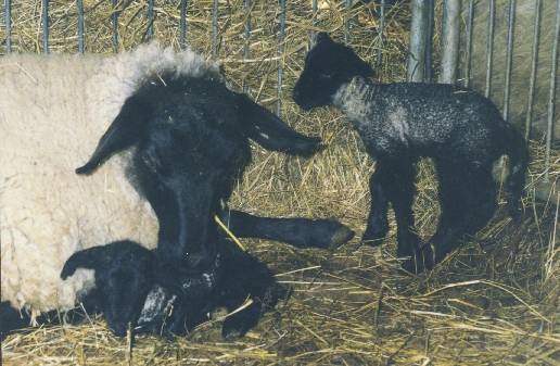 agnello00.jpg (39082 byte)