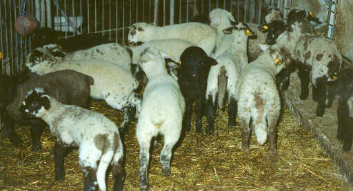 agnello02.jpg (28300 byte)