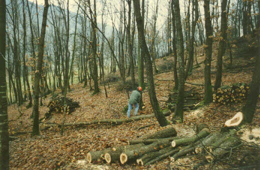 legna01.jpg (41310 byte)
