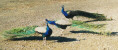 ppavoni00.jpg (4553 byte)